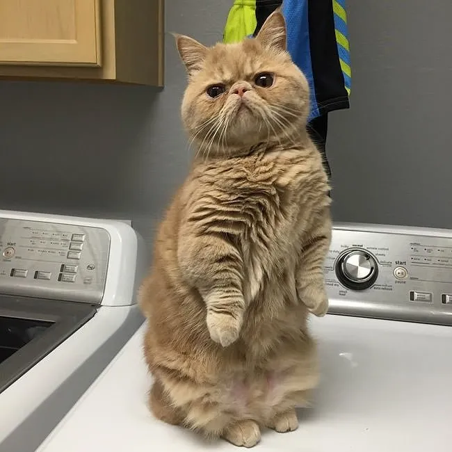 İnsan gibi davranan kedi Son Dakika Haberler
