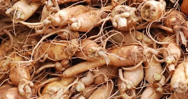 Ginsengin Faydaları Ve Zararları Nelerdir? Kırmızı Ginseng Neye İyi Gelir, Nasıl Tüketilir?