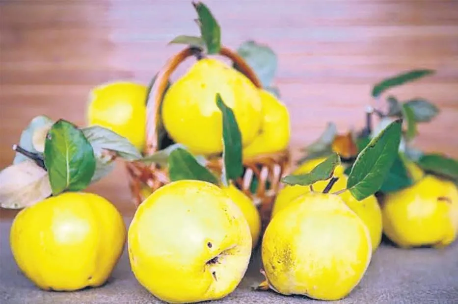 Ayvanın Şifalı Dünyası: Kökeni, Faydaları ve 'Ayvayı Yemek' Deyiminin Hikayesi