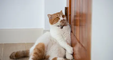Kediniz geceleri kapınızı tırmalıyorsa dikkat! Uzmanlar açıkladı: Meğer asıl sebebi…