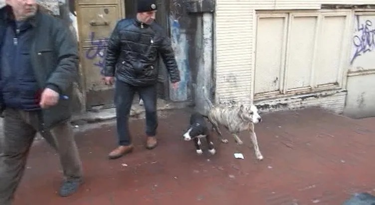 Taksim’de metruk binada dövüş köpekleri bulundu