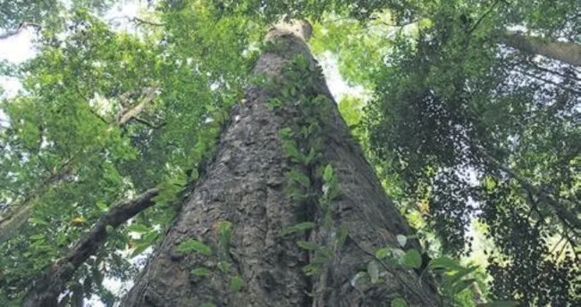 Afrika’nın en uzun ağacı