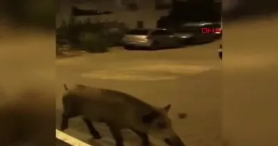 Antalya’da sokaklara inen yaban domuzu kamerada!