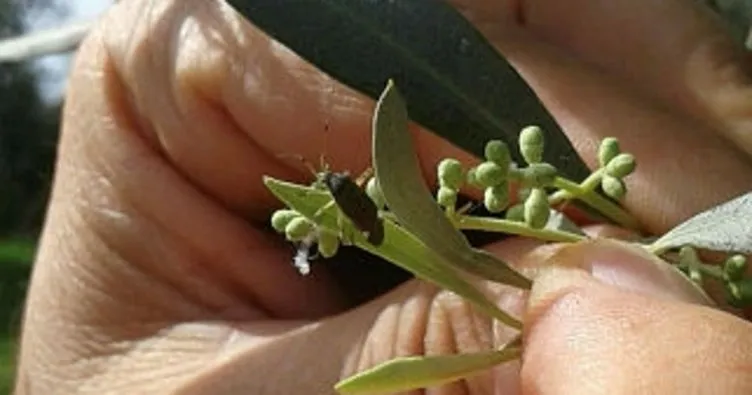 Zeytin üreticilerine zararlı böceklere karşı ilaçlama uyarısı
