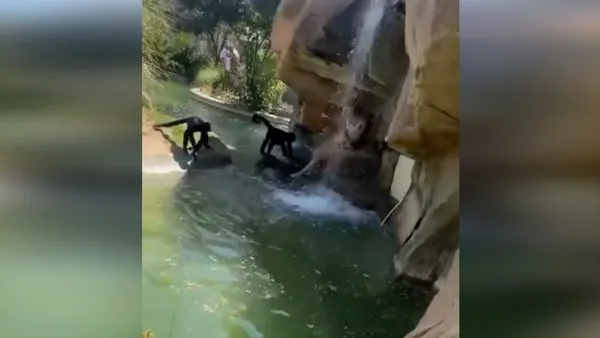 Hayvanat bahçesinde korku dolu anlar! Maymunlarına arasına giren kadın kamerada