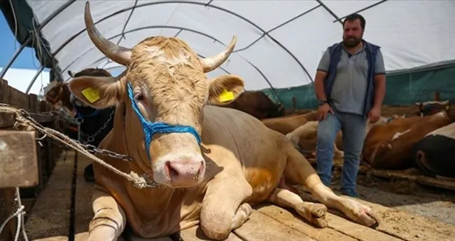 Veterinerlerden Kurban Bayrami Icin Pandemi Uyarisi Son Dakika Haberler