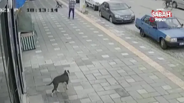 pitbull vahseti polislere saldiran kopegin sahibi tutuklandi video