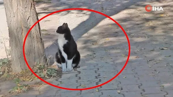 Sivas'ta şüpheli paketin patlatılmasıyla korkuyla sıçrayan kedinin tepkisi kamerada | Video