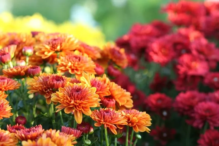 Balkon Çiçekleri ve İsimleri - Yaz Kış Dayanıklı Balkon Saksı Çiçekleri İsimleri ve Çeşitleri
