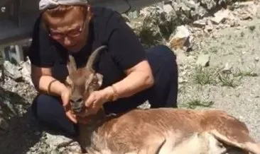 Yaralı bulduğu dağ keçisine şifa oldu! Bir saniye bile bırakmadı... #artvin