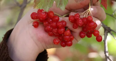 Faydaları bilimsel olarak kanıtlandı! Tam bir şifa küpü...