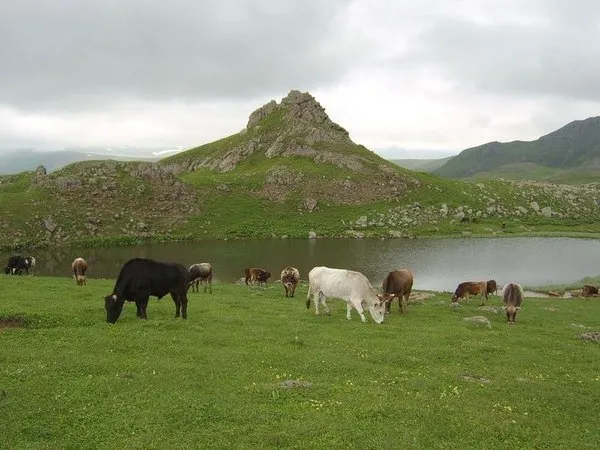 Doğu Karadeniz'de 117 tane var