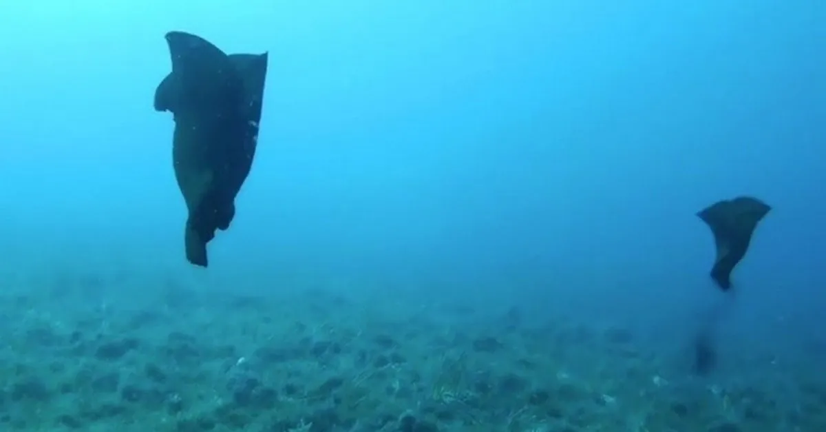 canakkale de deniz tavsani goruntulendi