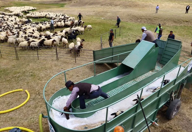 Koyunlara özel banyo hizmeti