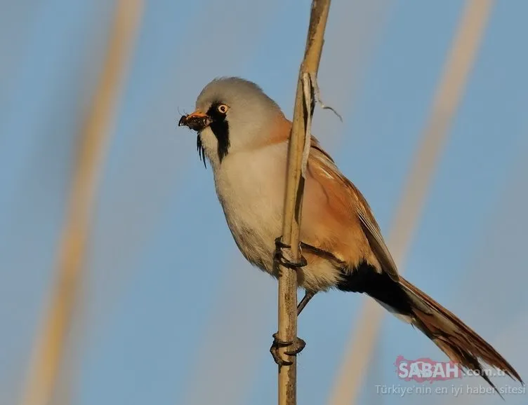 Diyarbakır’da ilk kez ’Bıyıklı Kamışçın’ kuşu görüldü