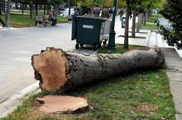 Gülhane Parkı’ndaki ve Gezi Parkı’ndaki ağaçları neden ölüme terk ettiniz | Melih Altınok yazdı