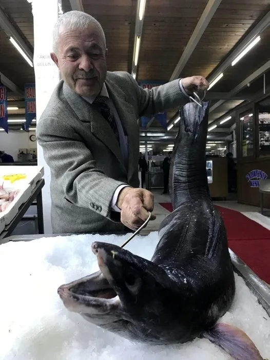 Marmara’dan 3 metrelik yılan balığı çıktı