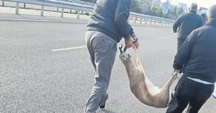 Yaralı ceylanı kaçıranlara ceza