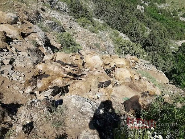 Van'ın ardından Bitlis'te de koyunlar telef oldu!
