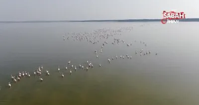 Flamingolardan görsel şölen | Video