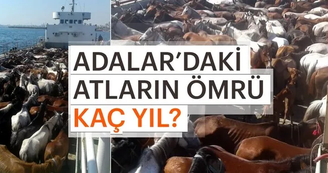 Adalar Daki Atlarin Omru Kac Yil Son Dakika Haberler