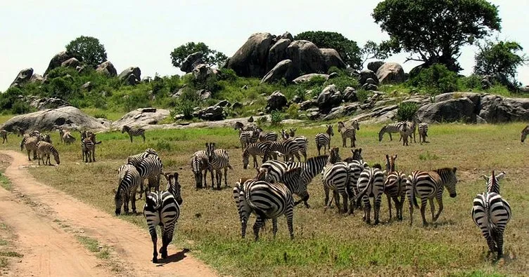 Tanzanya’daki Serengeti Afrika’nın en iyi milli parkı seçildi