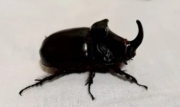 Mersin’de gergedan böceği bulundu!