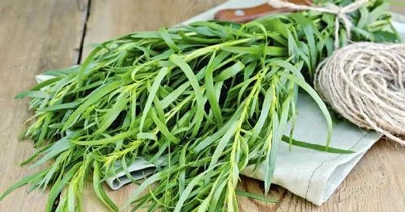 Hangi Baharat Hangi Yemekte Kullanilir Puf Noktalari Yemek Com