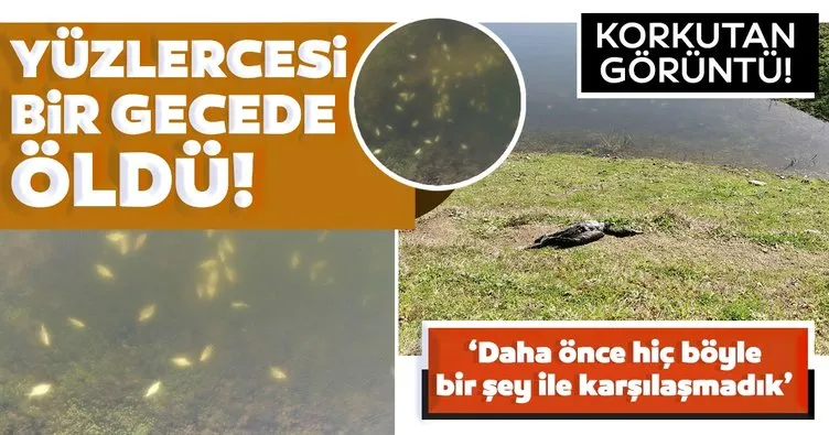 Son dakika haberi: Alibeyköy Barajı’nda korkutan görüntü! Yüzlerce balık öldü