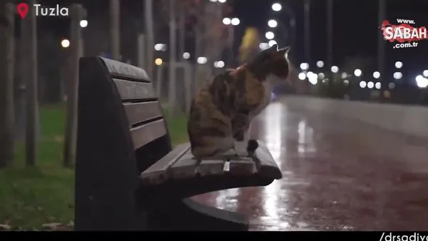 Tuzla’da sokak hayvanları kısıtlamalar sırasında unutulmadı | Video
