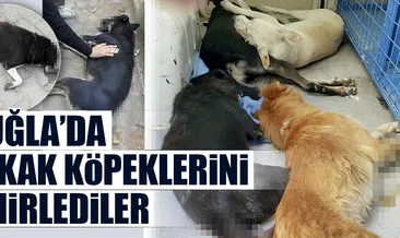 Sokak köpeklerini zehirlediler