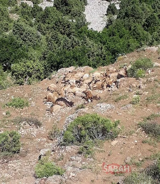 Van'ın ardından Bitlis'te de koyunlar telef oldu!
