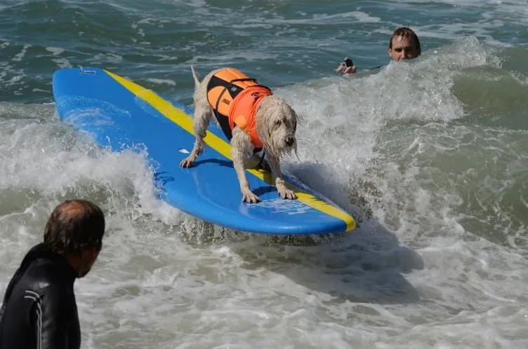 Sörf tutkunu köpekler buluştu