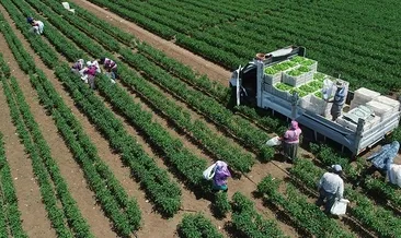 TÜİK açıkladı: Bitkisel üretim azaldı