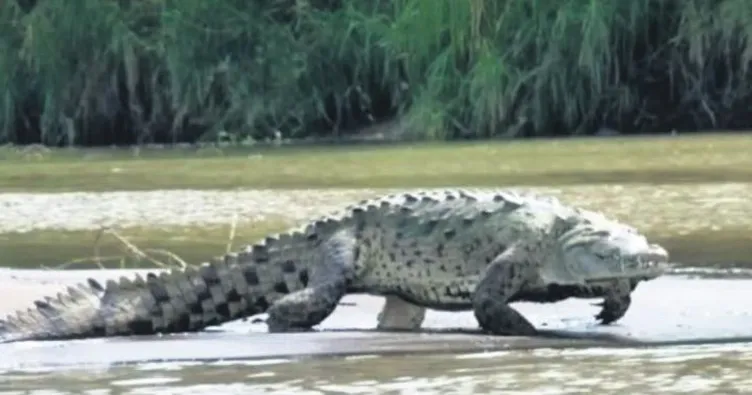 Dünyanın en tehlikeli canlısı Gustave
