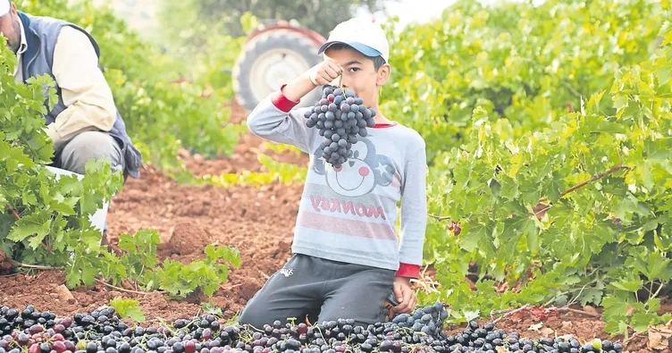 Tarladaki verim yüz güldürüyor