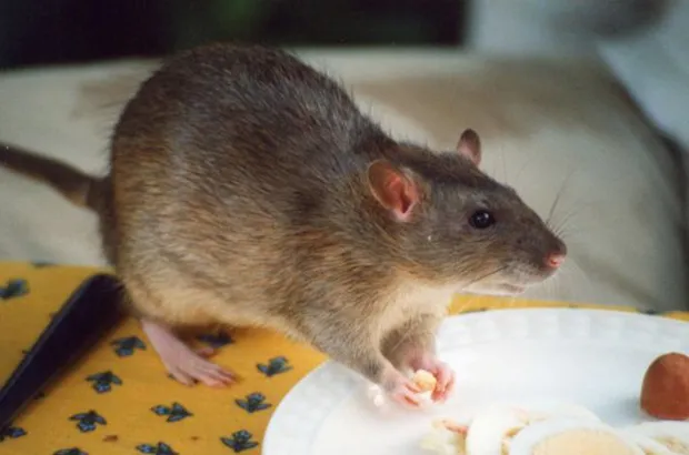O insanlar fare yiyordu Damak tadı neden değişti?