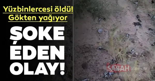 Şoke eden olay! Ölü kuşlar gökten yağıyor...Yüz binleri buldu
