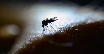 Sivrisineklerle yayılan ölümcül virüs bulundu! Uzmanlardan flaş uyarı geldi!