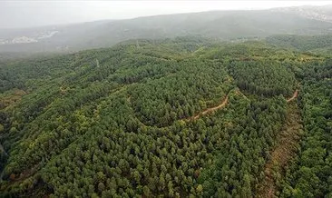 Orman ürünlerinden ekonomiye 8 milyar lira gelir sağlandı