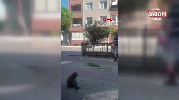 İstanbul’da başıboş maymun dehşeti: 3 kişiyi hastanelik etti! Şoke eden anlar | Video