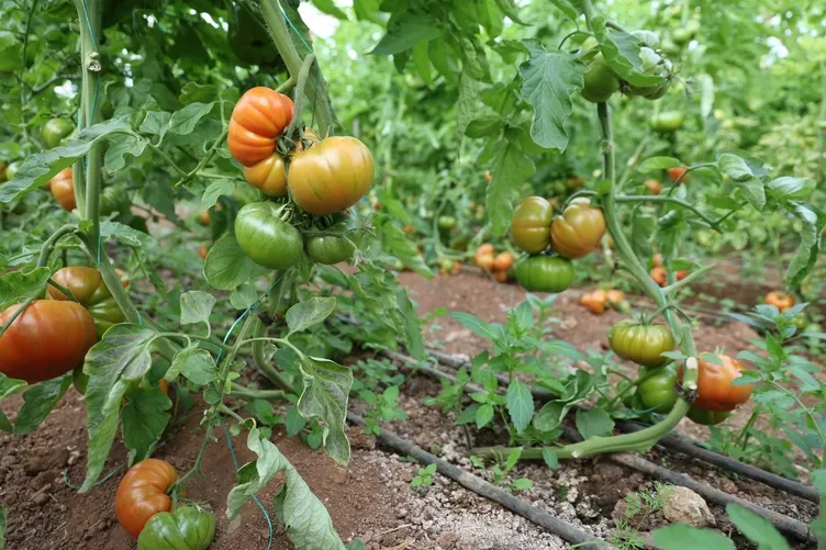 Adana’da 15 yıl önce babasından öğrendi şimdi para para demiyor! 400 metrekareden 30 dönüme ulaştı