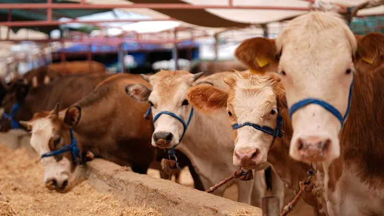 300 bin TL’ye de var 30 bin TL’ye de! 2026 kurbanlık fiyatları netleşti