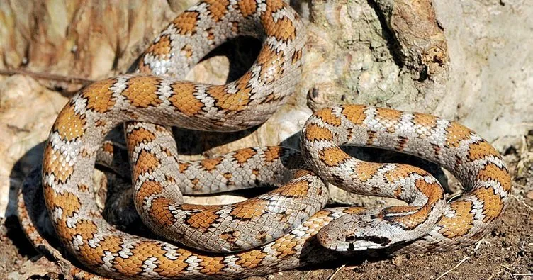 Keşfedilen yeni yılan türüne ’Likyalı’ adı verildi