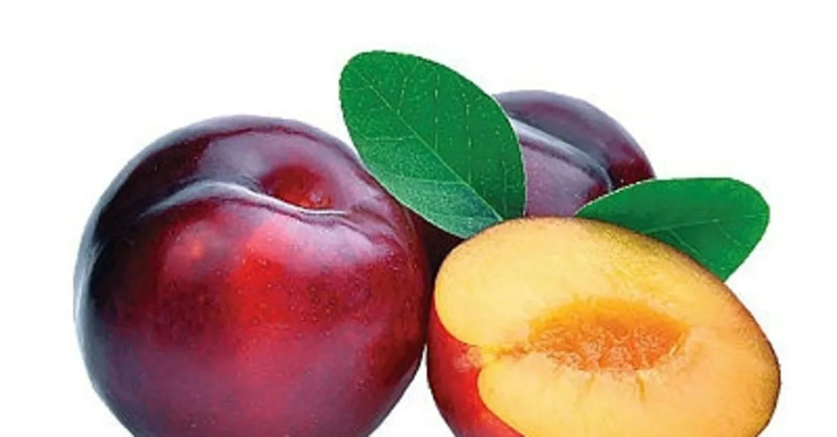 yesil sari ve kirmizi erigin faydalari nelerdir nelere iyi gelir erikte hangi vitaminler var saglik haberleri