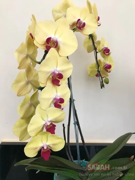 Evde orkide bakmanın püf noktaları