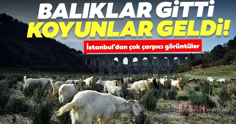 İstanbul’da çok çarpıcı görüntü! Balıklar gitti: Koyunlar geldi..