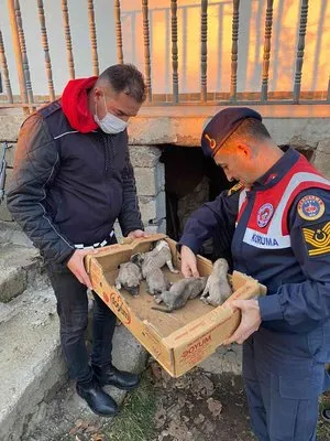 Bingöl’de jandarma, 8 yavru ve anne köpeği donmak üzereyken kurtardı