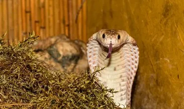 Almanya’da evden kaçan kobra yılanı her yerde aranıyor