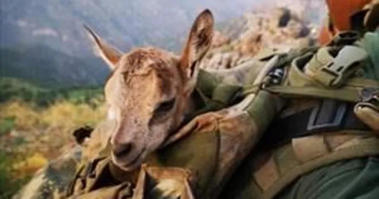 Mehmetçik, yavru ceylana sahip çıktı